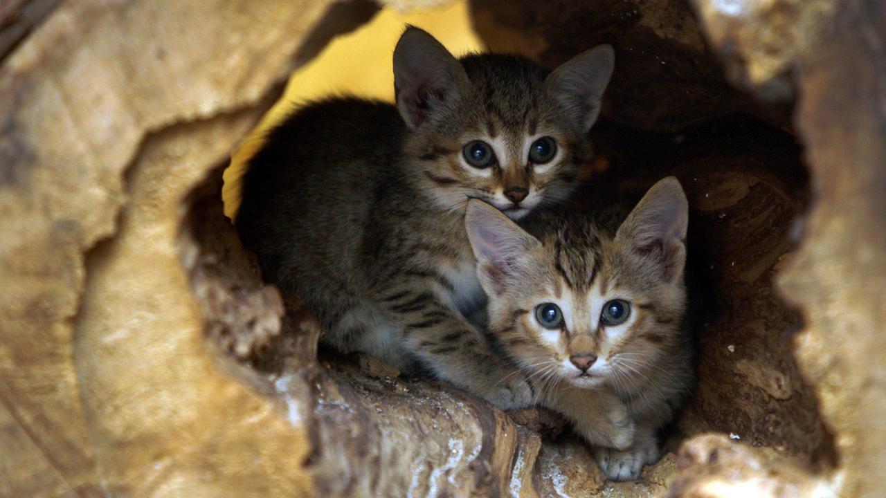 Zwei kleine Kätzchen in einem Baumstumpf.