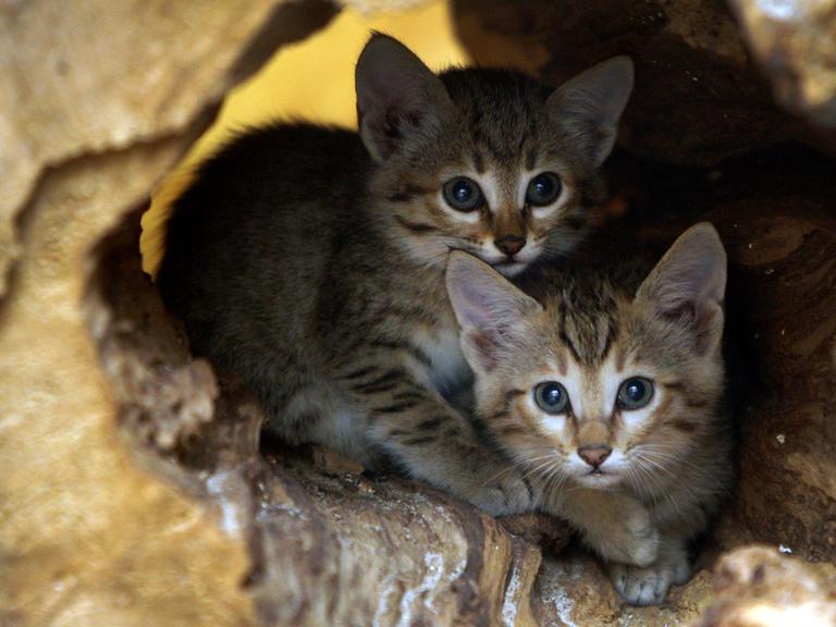 Zwei kleine Oman-Falbkatzen sitzen in einem Baumstumpf in ihrem Gehege im Zoo in Wuppertal.