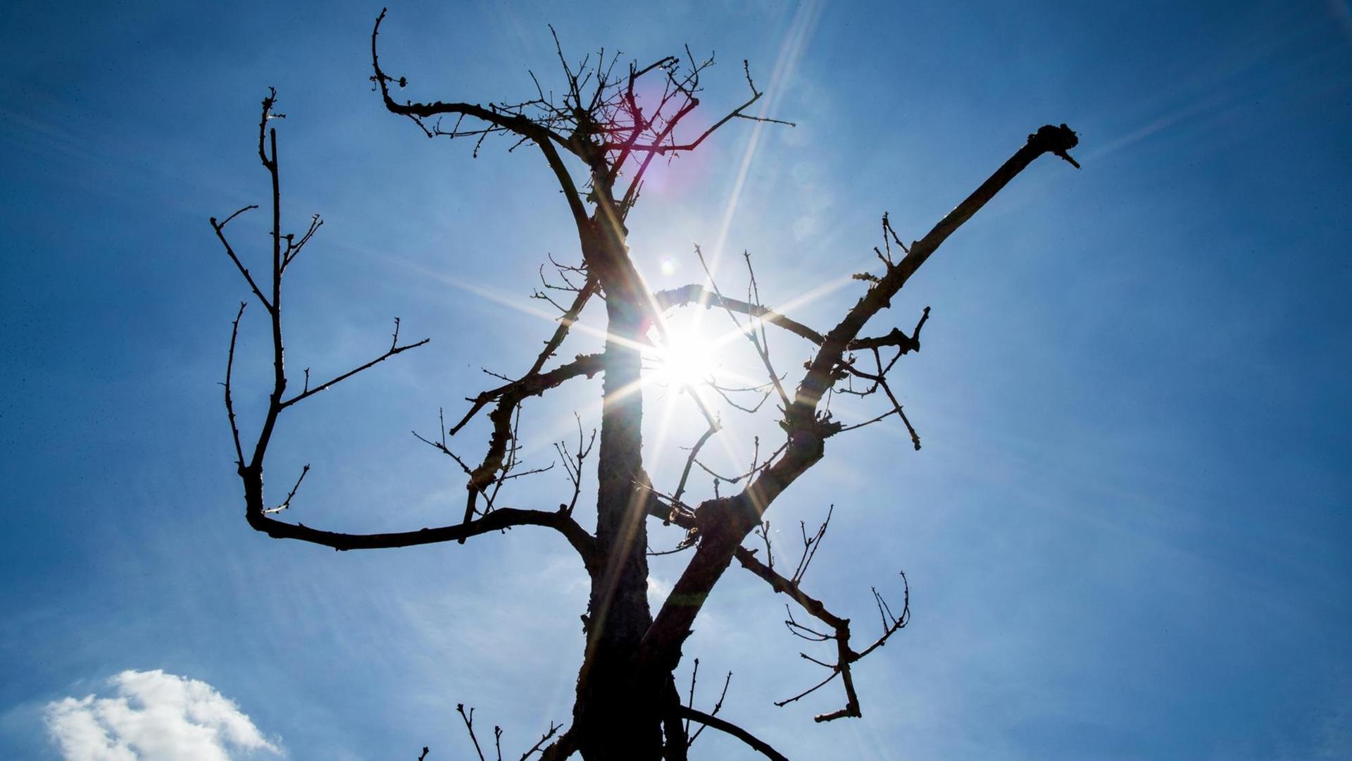 05.08.2018, Nordrhein-Westfalen, Raderbroich: Die Sonne scheint durch eine völlig vertrocknete Stiehleiche. Viele junge Baumkulturen haben durch die anhaltende Trockenheit in NRW bereits schwere Schäden erlitten. Vor allem am Niederrhein gebe es nach Auskunft von Wald und Holz NRW einzelne Ausfälle von bis zu 95 Prozent. Foto: Marcel Kusch/dpa | Verwendung weltweit
