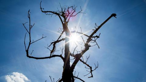 05.08.2018, Nordrhein-Westfalen, Raderbroich: Die Sonne scheint durch eine völlig vertrocknete Stiehleiche. Viele junge Baumkulturen haben durch die anhaltende Trockenheit in NRW bereits schwere Schäden erlitten. Vor allem am Niederrhein gebe es nach Auskunft von Wald und Holz NRW einzelne Ausfälle von bis zu 95 Prozent. Foto: Marcel Kusch/dpa | Verwendung weltweit