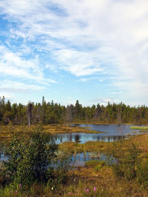 Ein idyllischer Waldsee im finnischen Lappland.