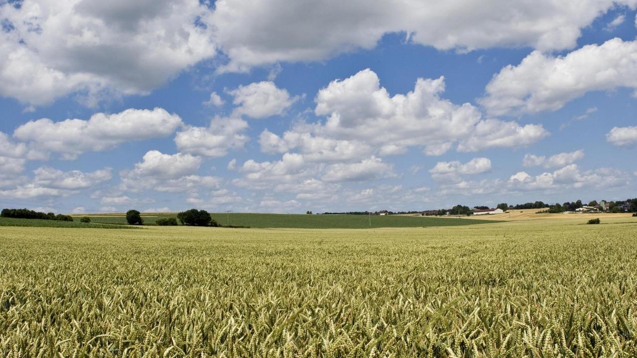 Blick auf ein Weizenfeld in der hessischen Wetterau 