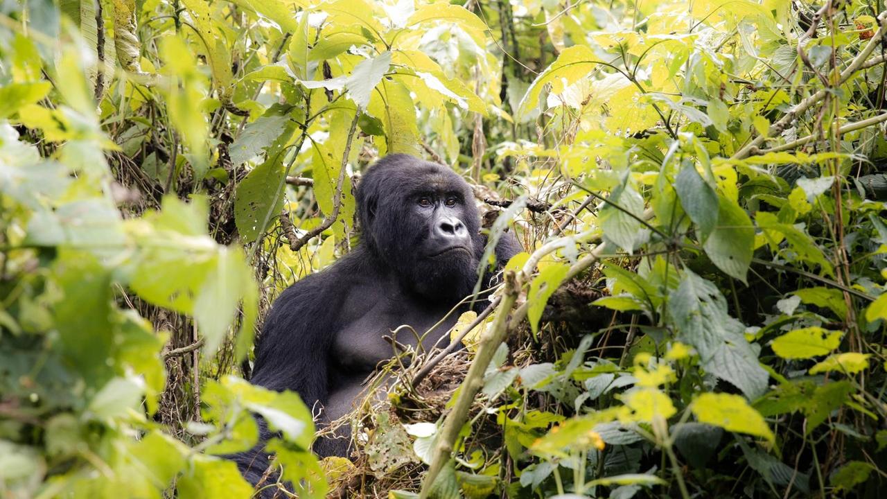 Berggorilla im Dschungel, Virunga Nationalpark, Ost-Kongo