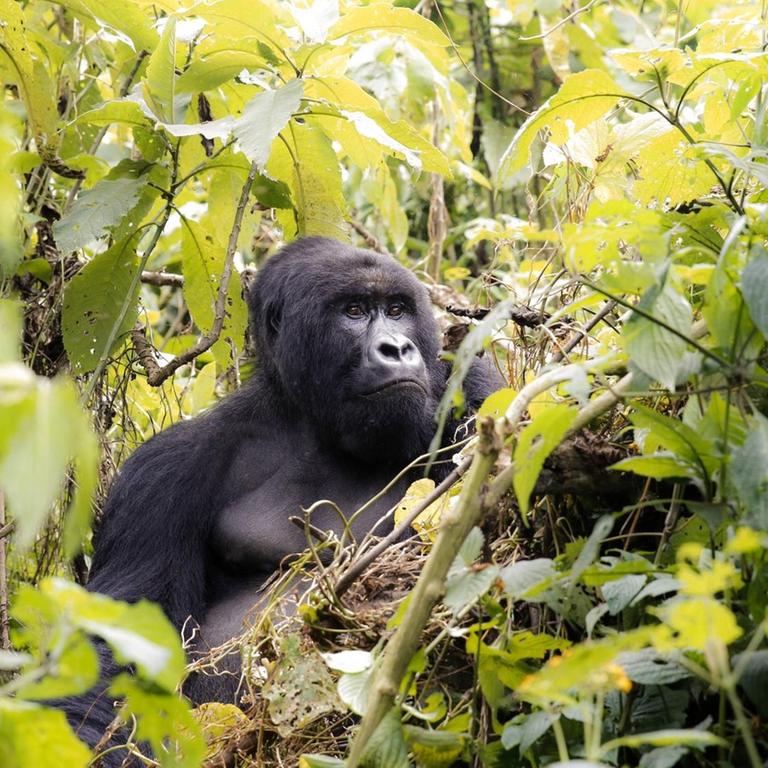 Berggorilla im Dschungel, Virunga Nationalpark, Ost-Kongo