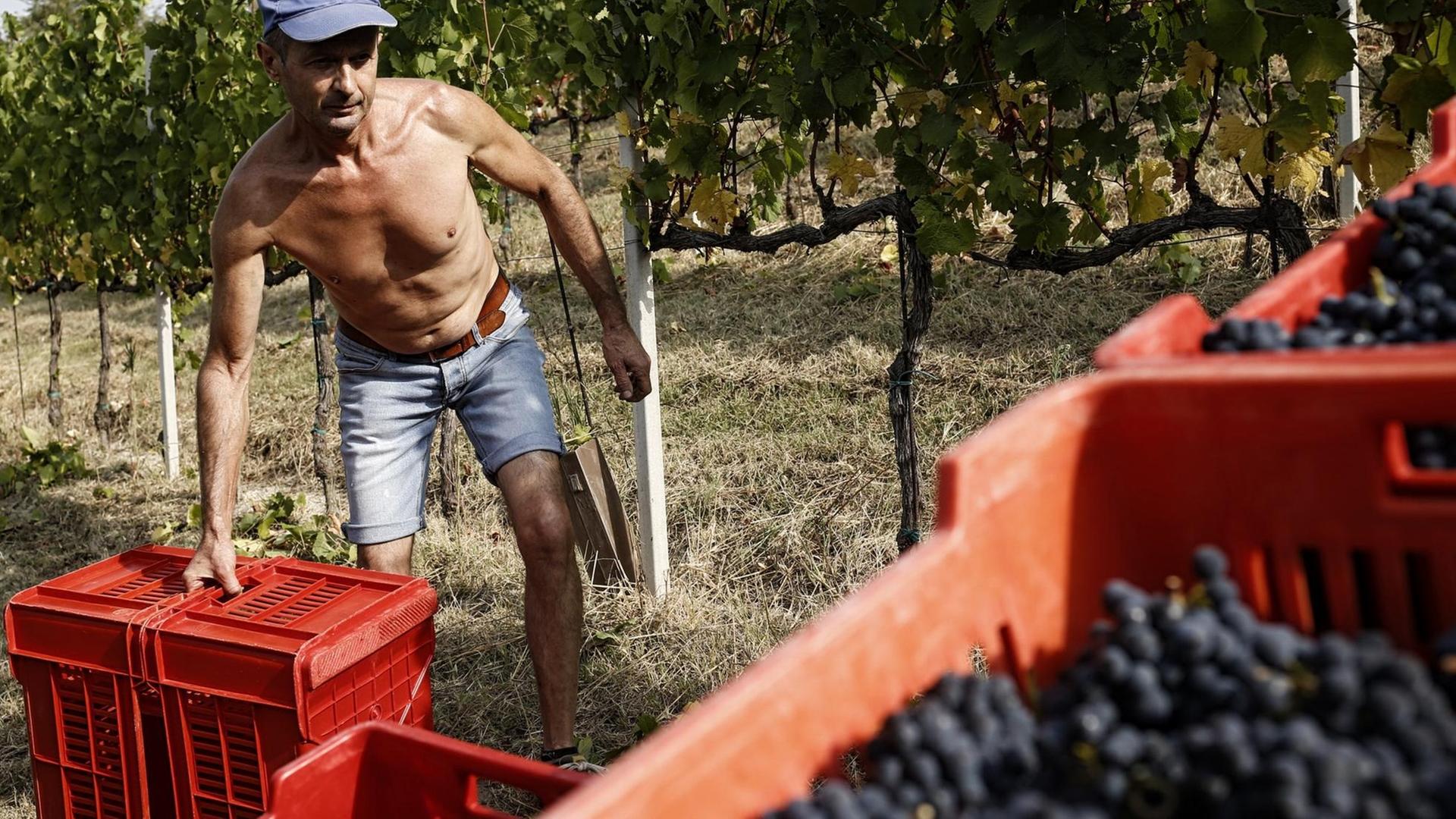 Ein Arbeiter erntet Wein in einem Weinberg in Italien.