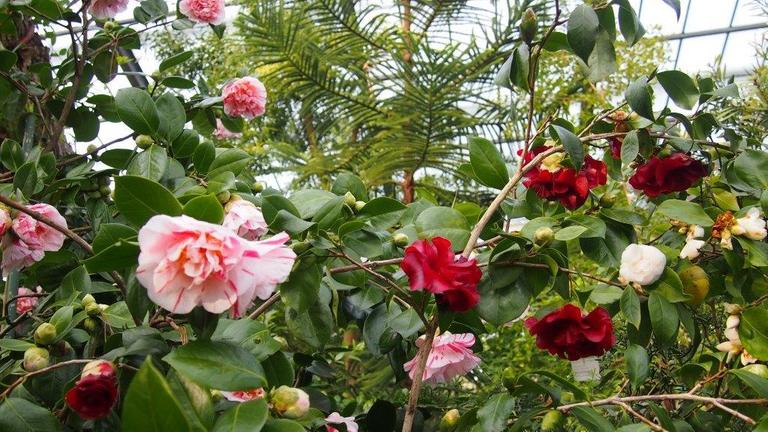 Rote und rosafarbene Kamelienblüten sind an einem Strauch in der Kölner Flora zu sehen.
