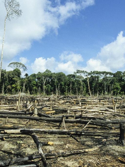 Amazonas: abgeholzter Regenwald.