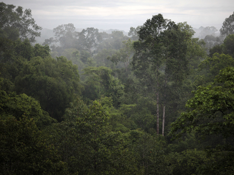 Regenwald bei Angkor in Kambodscha