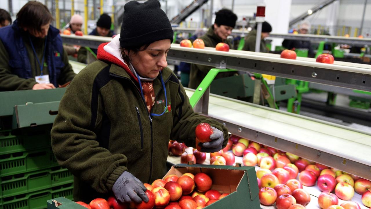 Eine Arbeiterin prüft die Qualität von Äpfeln in einer polnischen Obst-Fabrik in Regnow am 26.04.2014.