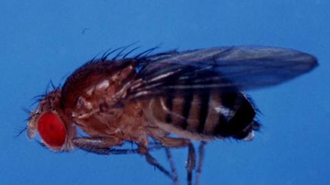 Hat durchaus ihren eigenen Kopf: Drosophila melanogaster.