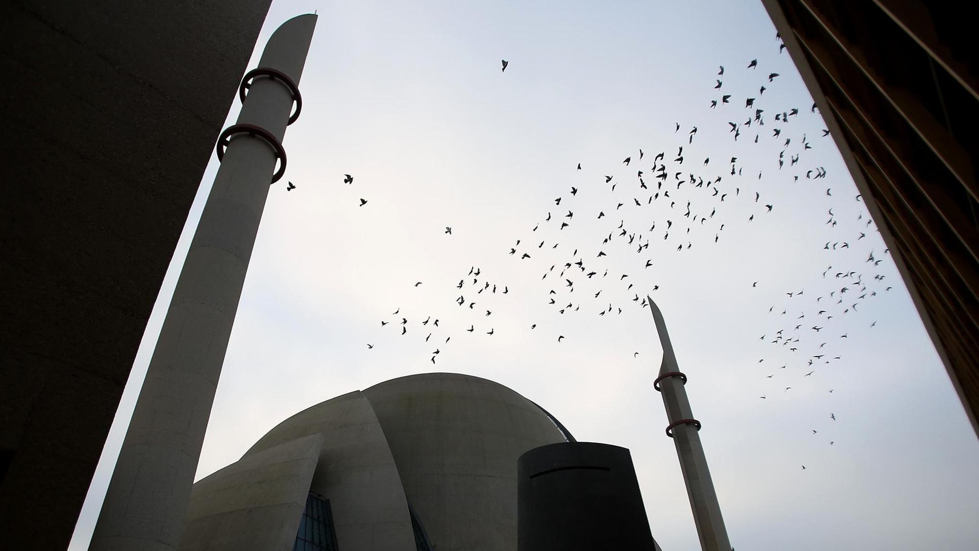 Tauben fliegen am 13.12.2013 in Köln (Nordrhein-Westfalen) über die Zentralmoschee. Die türkisch-islamischen Union, Ditib, rechnet mit einer Fertigstellung des Moschee-Naubaus zum Beginn des Ramadan-Festes im Juni 2014.