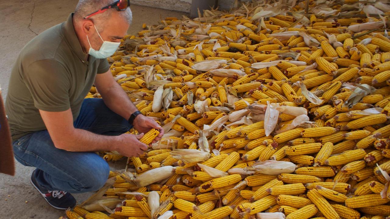 Ein Mann hockt vor einem Haufen Mais und hält einen Kolben prüfend in der Hand