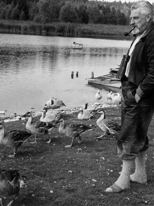 Der österreichischen Verhaltensforschers Professor Dr. Konrad Lorenz mit seinen Graugänsen am Ess-See bei Starnberg.