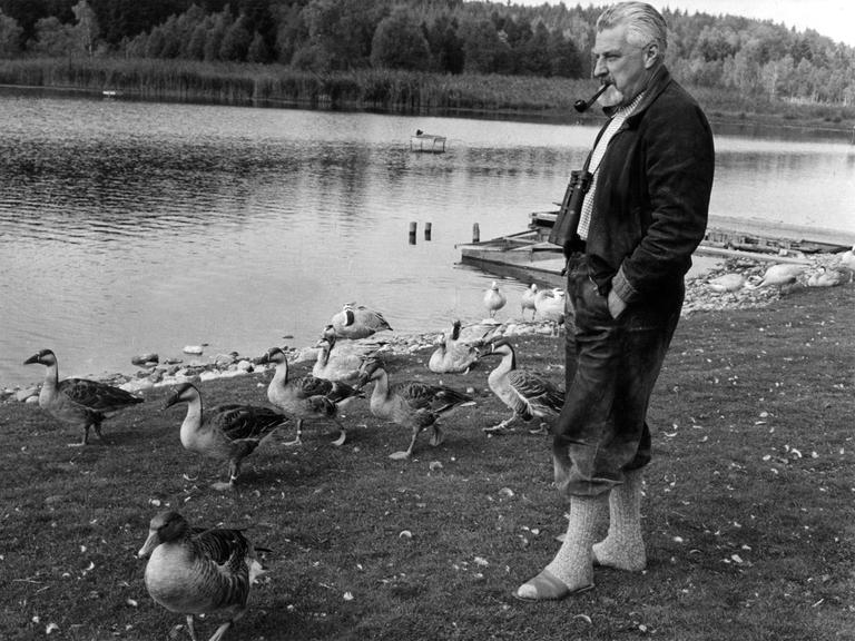 Der österreichischen Verhaltensforschers Professor Dr. Konrad Lorenz mit seinen Graugänsen am Ess-See bei Starnberg.