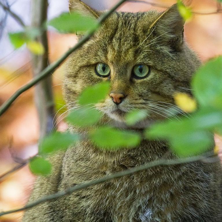Natur - Erstmals Wildkatze in Schleswig-Holstein nachgewiesen