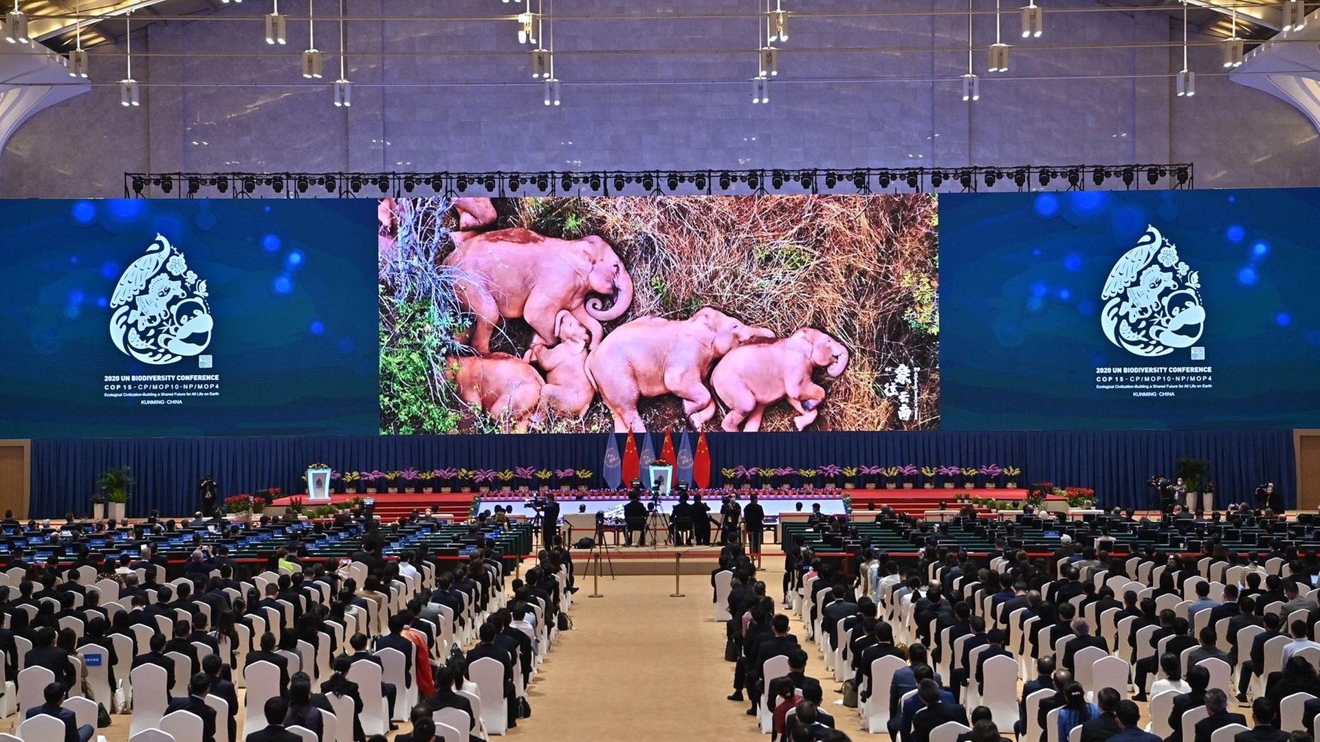 In China findet die Artenschutz-Konferenz statt. 