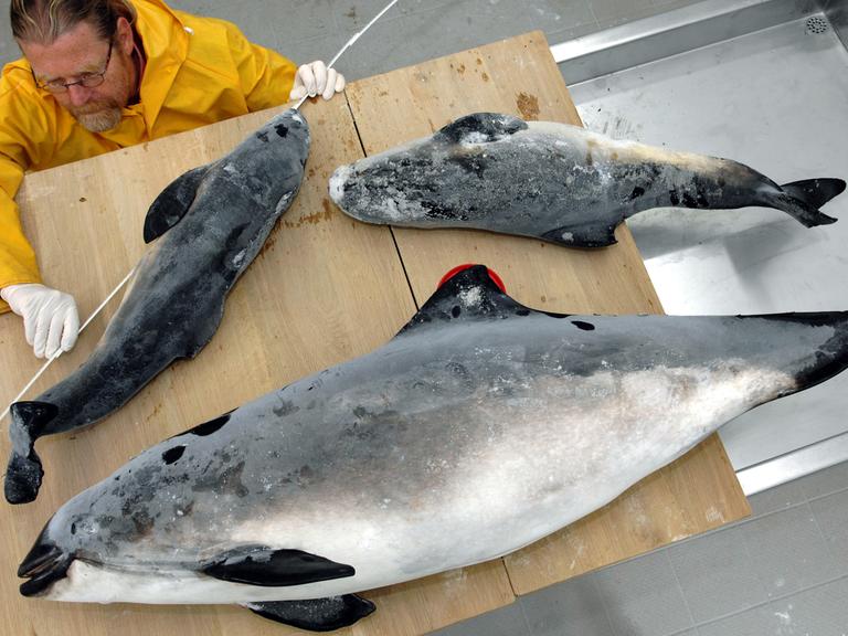 Tote Schweinswale werden untersucht