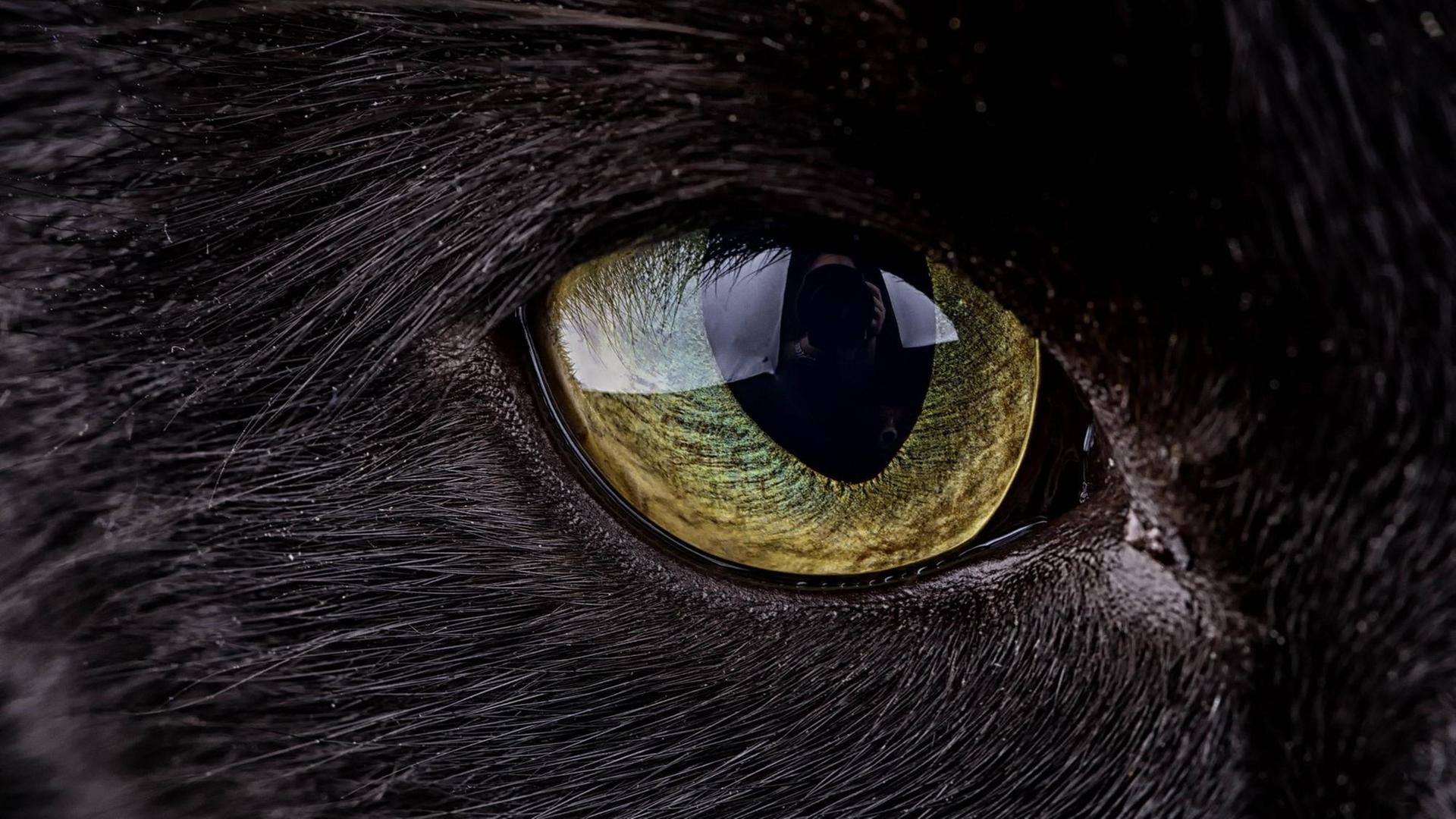 Das Auge einer schwarzen Katze