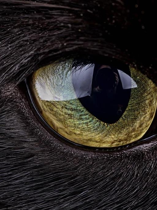 Das Auge einer schwarzen Katze