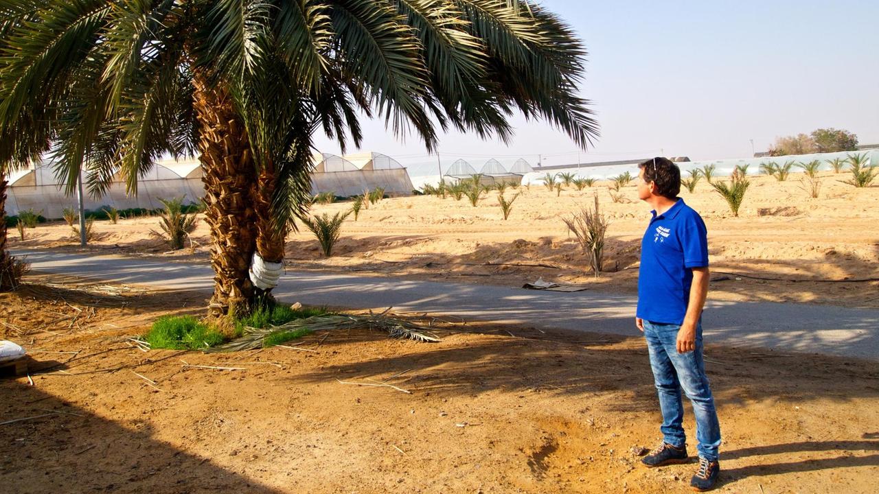 Ein Dattelfarmer in Jeans und blauem T-Shirt steht neben einer großen Palme und schaut nach rechts zu den Treibhäusern.