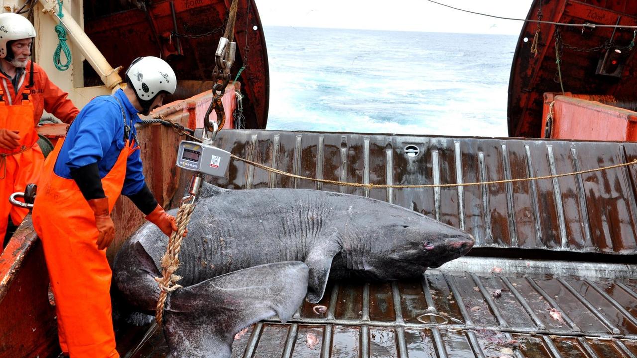 Die untersuchten Grönlandhaie waren als Beifang in die Netze von Fischern geraten