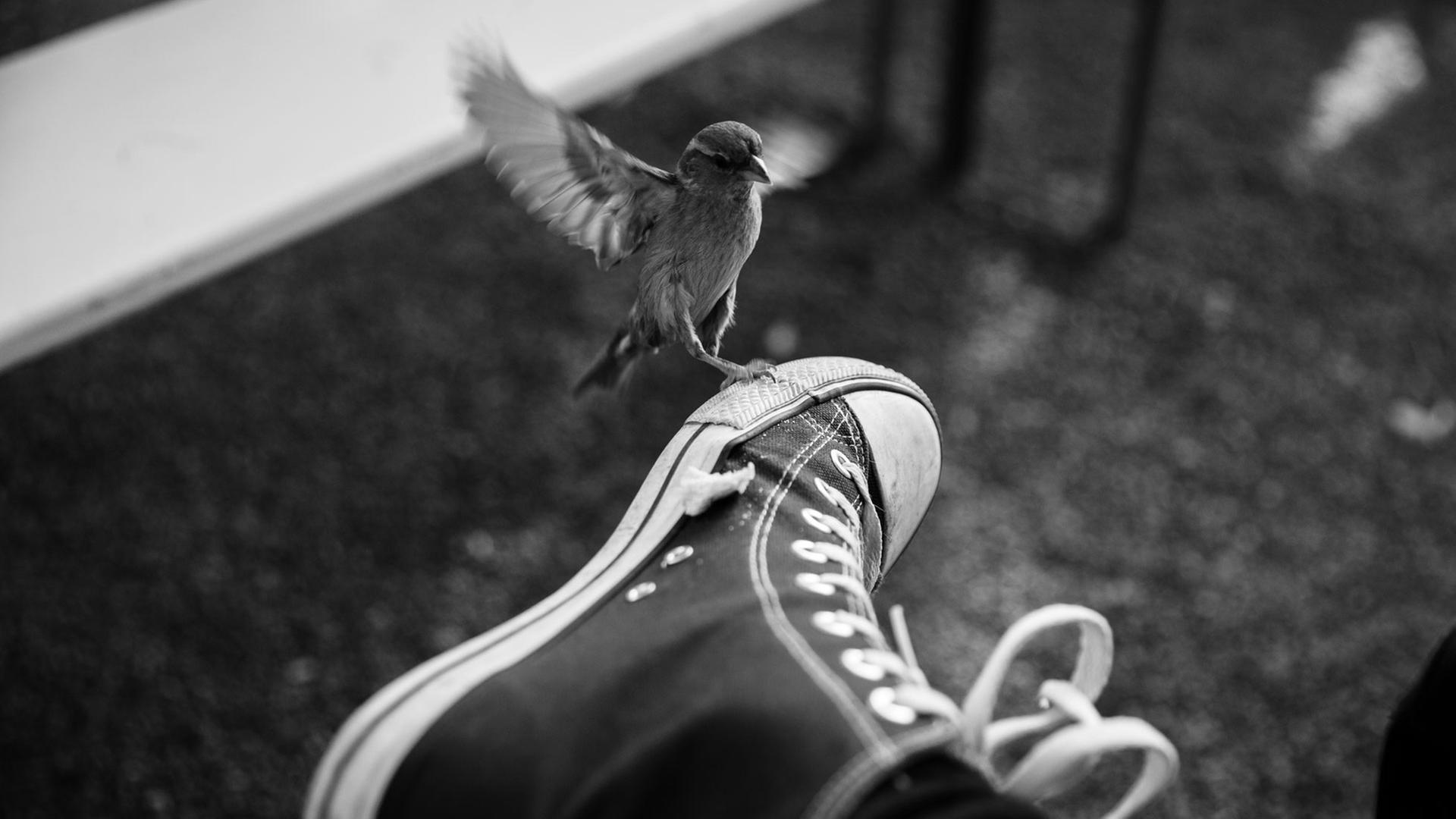 Ein Spatz landet auf einem Converse-Schuh.