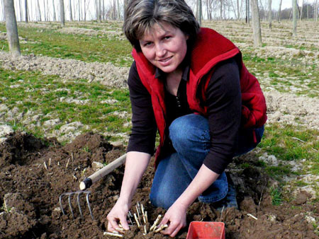 Die jungen Triebe des Hopfens gelten als Delikatesse. Die jungen Triebe des Hopfens gelten als Delikatesse.