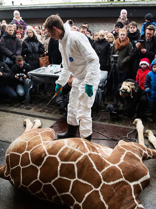 Der Zoo in Kopenhagen ließ die anderthalbjährige Giraffe Marius töten und vor Publikum obduzieren. Anschließend wurde sie an die Löwen verfüttert.