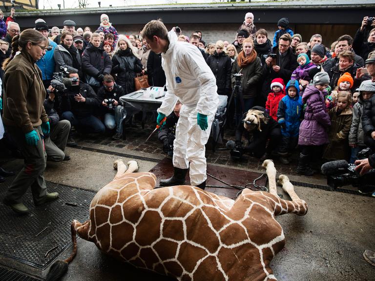 Der Zoo in Kopenhagen ließ die anderthalbjährige Giraffe Marius töten und vor Publikum obduzieren. Anschließend wurde sie an die Löwen verfüttert.