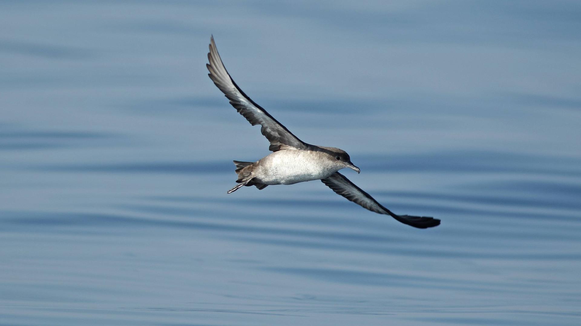Balearensturmtaucher (Puffinus mauretanicus), Altvogel im Flug über das Meer