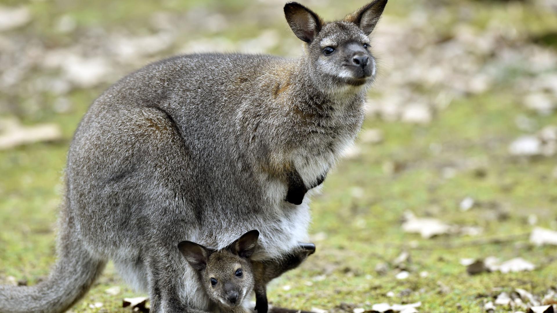Ein Känguruh mit ihrem Jungen