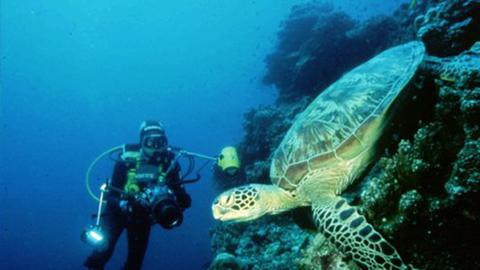 Im Golf von Mexiko leben Meeresschildkröten derzeit besonders gefährdet. 
