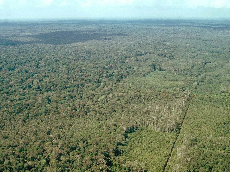 Regenwald am Amazonas in Peru, aufgenommen am 05.10.2005
