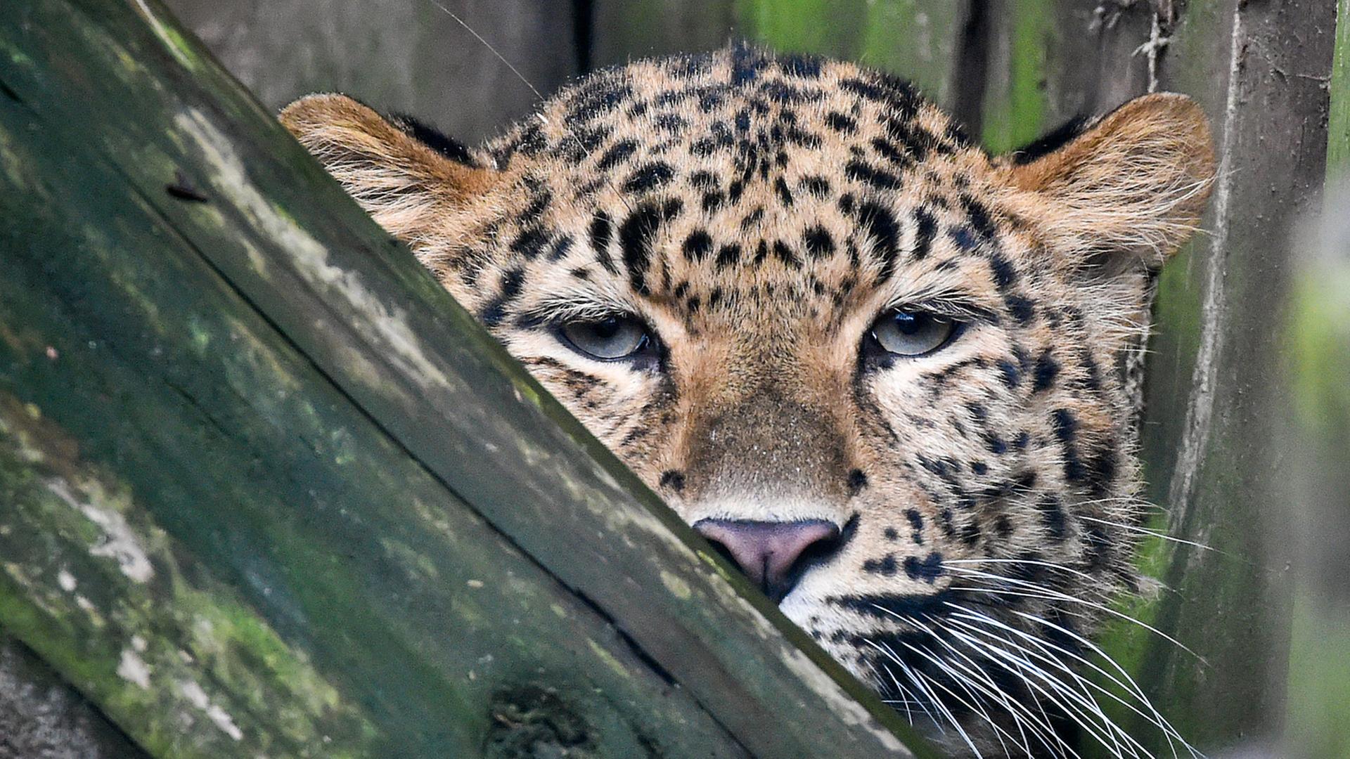 Ein Weibchen der Art Chinesischer Leopard (Panthera pardus japonensis) im Zoo von Eberswalde (Brandenburg).