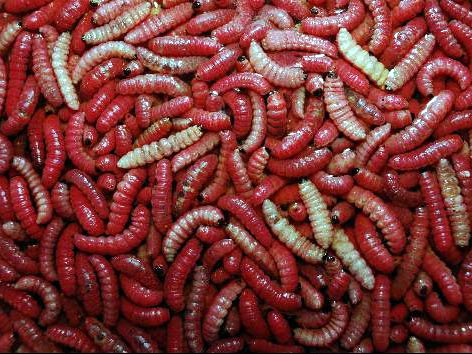 Hunderte Agave-Würmer für den Mescal