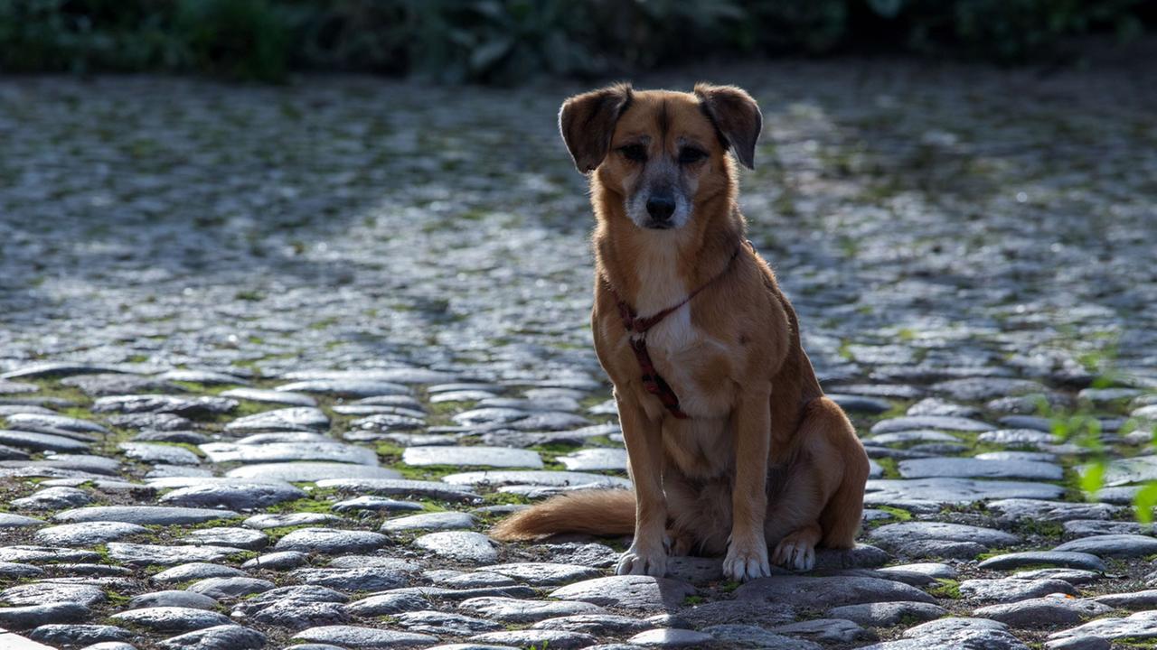 Hund Riecht Anders Als Sonst