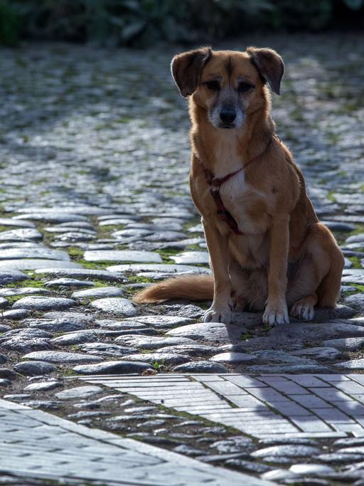 Ein Hund sitzt am 14.10.2014 in Lübz (Mecklenburg-Vorpommern) auf einer mit Kopfsteinen gepflasterten Straße in der Altstadt.