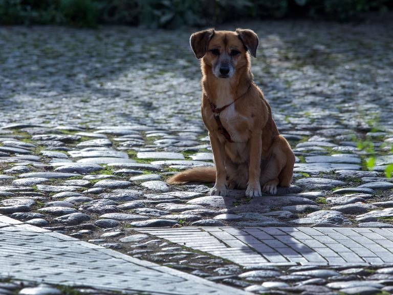 Ein Hund sitzt am 14.10.2014 in Lübz (Mecklenburg-Vorpommern) auf einer mit Kopfsteinen gepflasterten Straße in der Altstadt.