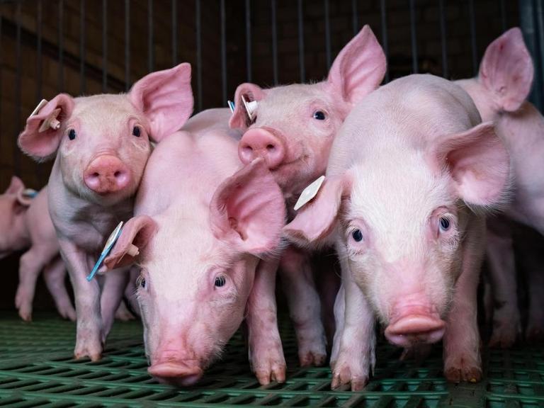 Scheue Ferkel in einem etwas älteren Tierstall mit grünem Plastikboden.