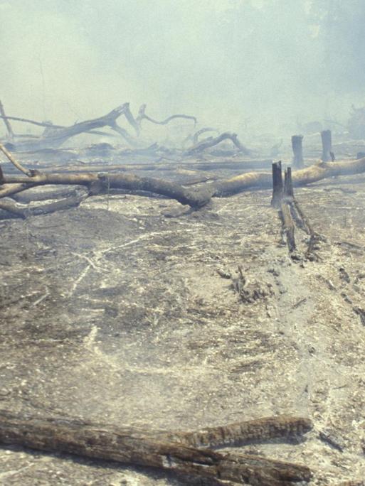 Tote Bäume liegen im grauen Brandnebel auf dem Boden.