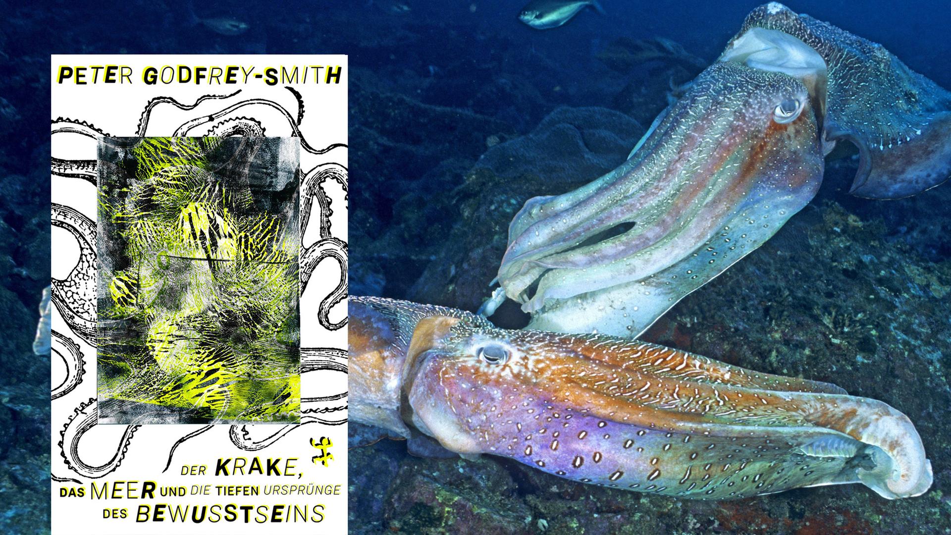 Cover von Peter Godfrey-Smiths Buch "Der Krake, das Meer und die tiefen Ursprünge des Bewusstseins". Im Hintergrund sieht man ein Foto von zwei männlichen Riesensepia, die um ein Revier konkurrieren und schnell wechselnde, pulsierende Farbmuster zeigen.