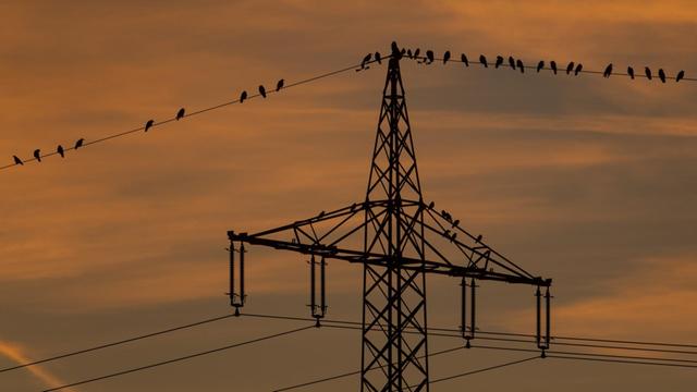Stare sitzen im Sonnen-Untergang auf einer Strom-Leitung.