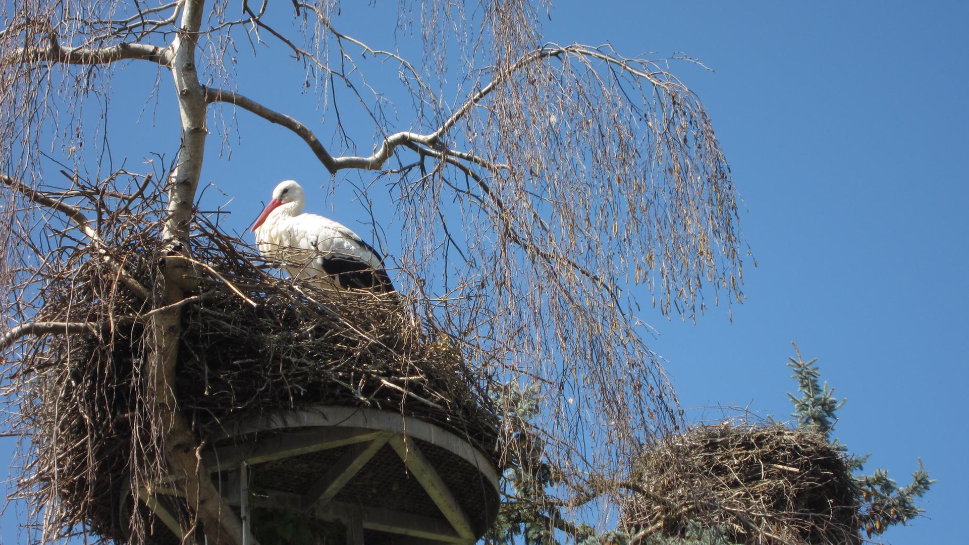 Ein Storch in einem Nest im Radolfzeller Stadtteil Böhringen.