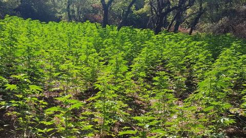 Hanfplantage, fotografiert von der griechischen Polizei