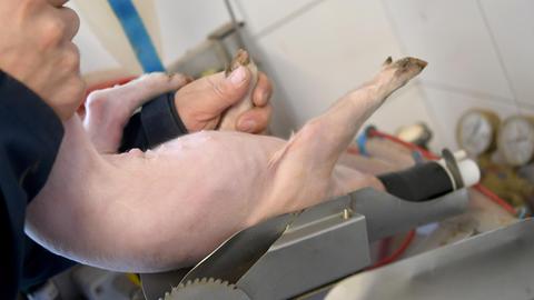 Zwei Hände halten ein Ferkel zur Kastration in eine Narkoseanlage in seinem Zuchtbetrieb. Betäubt wird das Ferkel mit Isofluran. Verunsicherte Schweinebauern und Vertreter des Handels haben sich mit der niedersächsischen Agrarministerin zu einem Krisengespräch getroffen. Foto: Holger Hollemann/dpa | Verwendung weltweit