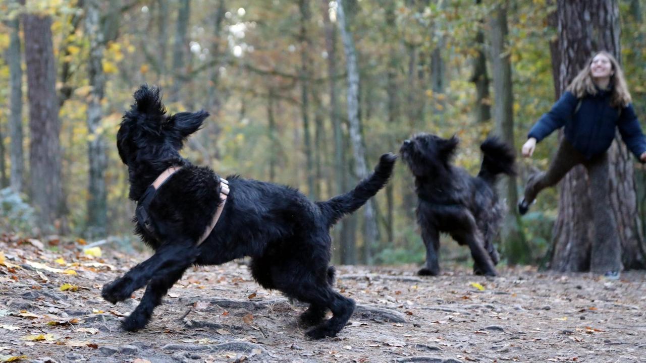 Eine Jugendliche spielt in einem Wald in Berlin mit ihren Hunden.