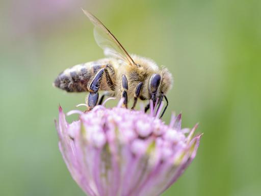 Biene (Apis mellifera) bestäubt Astrantia Major Grosse Sterndolde