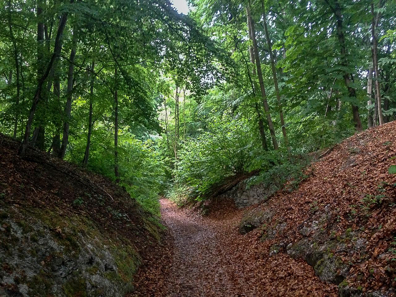 Hohlweg am Kyffhäuser im Frühsommer 2015