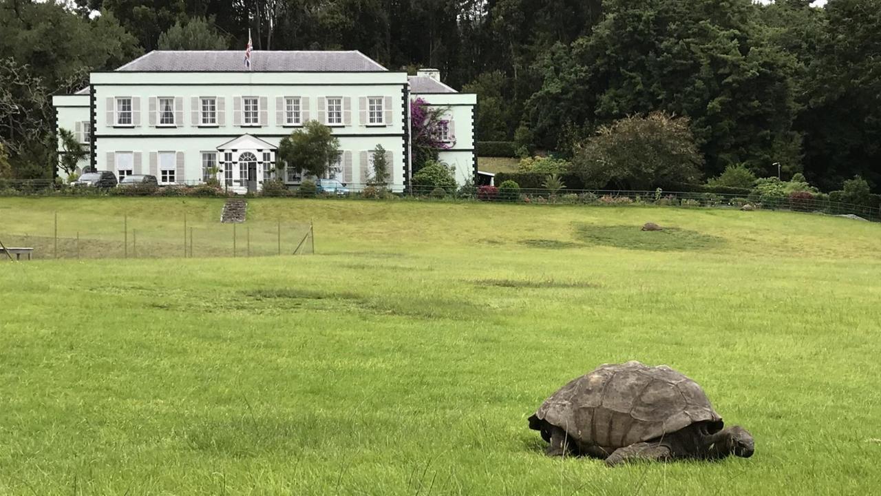 Riesenschildkröte Jonathan vor dem Plantation House.