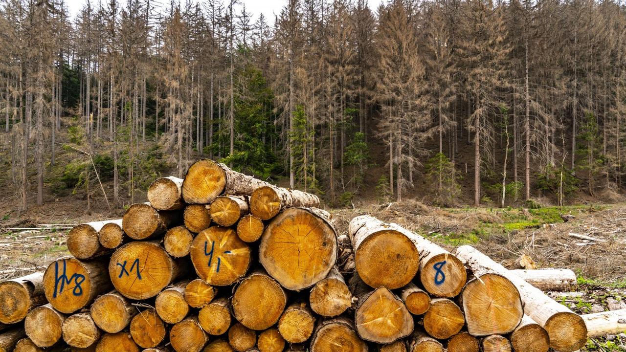 Gefällte Holzstämme vor abgestorbenen Fichten - Waldsterben im Naturpark Arnsberger Wald, über 70 Prozent der Fichten Bäume sind erkrankt, beschädigt, meist durch den Borkenkäfer, der sich durch Trockenheit und Wärme, dem Klimawandel, verbreiten konnte.